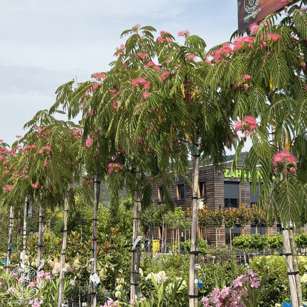 Obrázok Albízia ružová (Albizia Julibrissin) - výška 270-290 cm, obvod kmeňa 6/8 cm, kont. C18L
